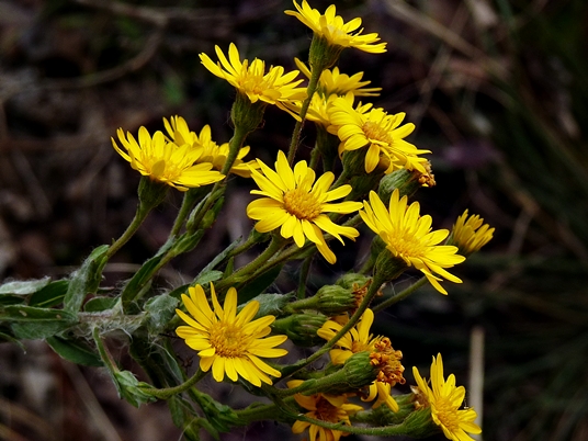 {Chrysopsis mariana}